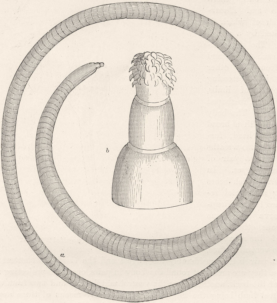 WORMS. Rock-leech 1896 old antique vintage print picture